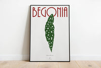 BEGONIA MACULATA - Affiche plante A3/A4 - Poster, illustration végétale