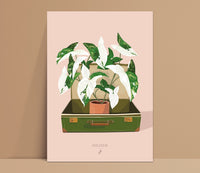 SYNGONIUM ALBO VARIEGATA - Affiche plante A3 - Poster, illustration végétale, botanique, plantes, décoration, art, jungle paper, boho, vintage