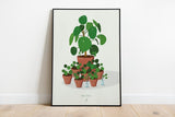 PILEA FAMILY PORTRAIT - Affiche plante A3/A4 - Poster, illustration végétale