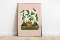 SYNGONIUM ALBO VARIEGATA - Affiche plante A3 - Poster, illustration végétale, botanique, plantes, décoration, art, jungle paper, boho, vintage