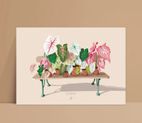 CALADIUM PARTY - Affiche plante A3/A4 - Poster, illustration végétale
