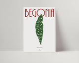 BEGONIA MACULATA - Affiche plante A3/A4 - Poster, illustration végétale