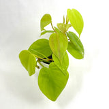 MICANS LIME PHILODENDRON