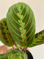 Maranta Leuconeura Fascinator