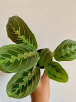 Maranta Leuconeura Fascinator