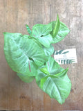Syngonium milk confetti