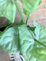 Syngonium milk confetti