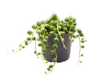 MINI SENECIO herreanus