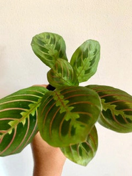 Maranta Leuconeura Fascinator