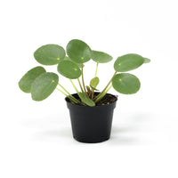 Pilea Peperomioides