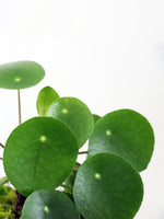 Pilea Peperomioides