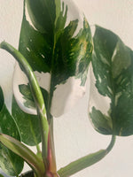 Philodendron white princess - plante rare à feuilles blanches