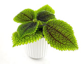Plantes pour terrariums - box plantes - DIY terrarium