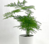 Plantes pour terrariums - box plantes - DIY terrarium