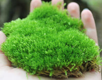 Plantes pour terrariums - box plantes - DIY terrarium