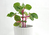Plantes pour terrariums - box plantes - DIY terrarium