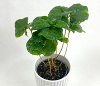 Plantes pour terrariums - box plantes - DIY terrarium