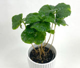 Plantes pour terrariums - box plantes - DIY terrarium