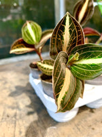 MACODES petola AMBER orchidée rare