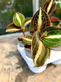 MACODES petola AMBER orchidée rare