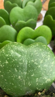 HOYA kerrii splash