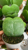 HOYA kerrii splash