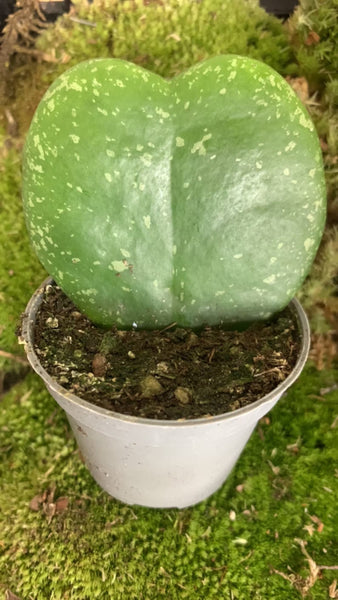 HOYA kerrii splash