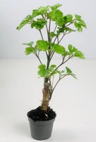 Plantes pour terrariums - box plantes - DIY terrarium