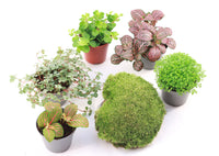 Plantes pour terrariums - box plantes - DIY terrarium