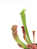 SARRACENIA Leucophylla