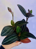 orchidée Ludisia discolor orchidée bijou 3 orchidée par pot