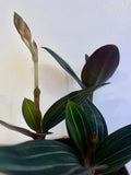 orchidée Ludisia discolor orchidée bijou 3 orchidée par pot