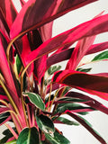 Magnifique grande CALATHEA