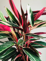 Magnifique grande CALATHEA