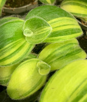 Tradescantia Variegata