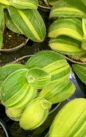 Tradescantia Variegata