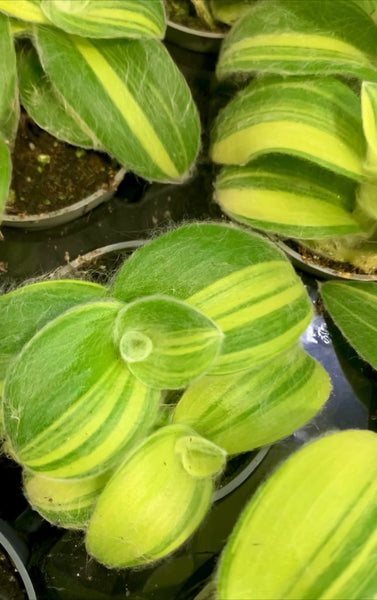 Tradescantia Variegata