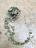Grande CEROPEGIA CHAINE De COEUR Woodii