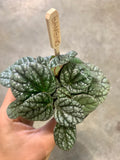 PEPEROMIA greyhound rare and exotic indoor plant
