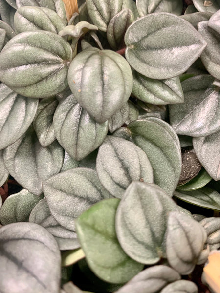 PEPEROMIA Napoli