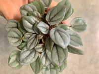 PEPEROMIA Napoli