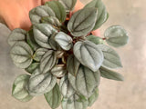 PEPEROMIA Napoli