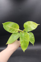 MINI PHILODENDRON pedatum Moonshine - 7cm