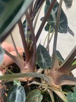 Grand ALOCASIA Amazonica bambino Arrow