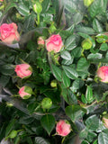 Minis Rosiers fleuris - roses