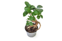Plantes pour terrariums - box plantes - DIY terrarium