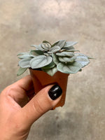 PEPEROMIA Napoli