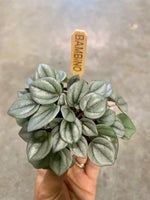 PEPEROMIA Napoli