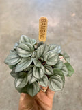 PEPEROMIA Napoli