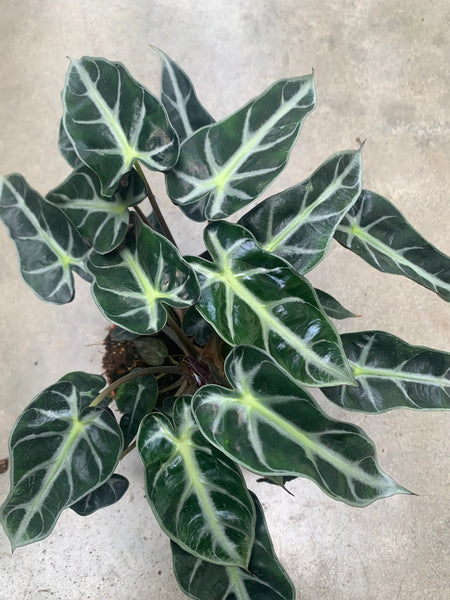 Grand ALOCASIA Amazonica bambino Arrow